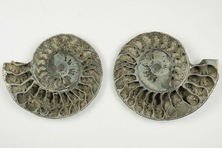 3.7" Cut & Polished, Pyritized Ammonite Fossil - Russia